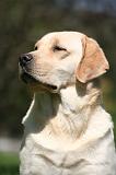 LABRADOR 1217